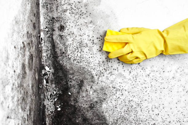 Best Certified Mold Removal  in Clarksburg, WV