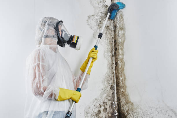 Best Crawl Space Mold Removal  in Clarksburg, WV