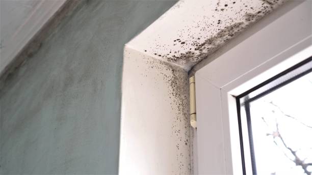  Clarksburg, WV Mold Removal Pros