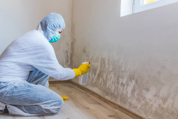Mold Removal Process in Clarksburg, WV
