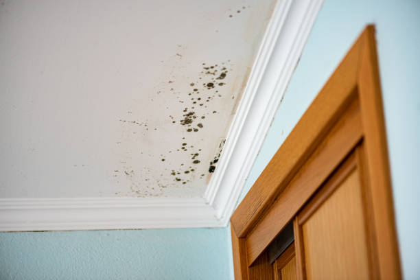 Best Attic Mold Removal  in Clarksburg, WV