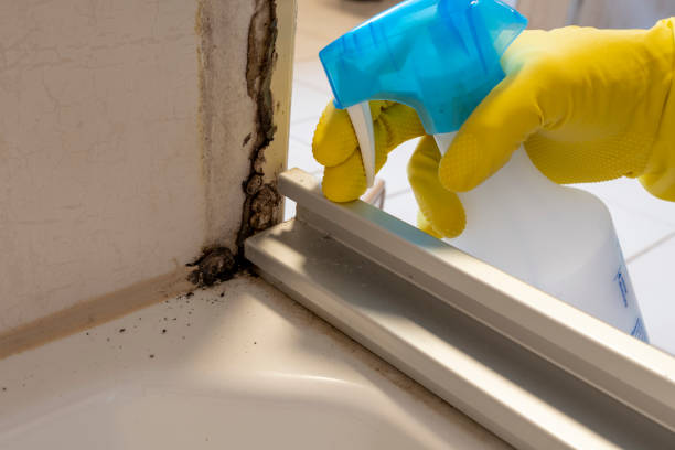 Best Office Mold Removal Services  in Clarksburg, WV