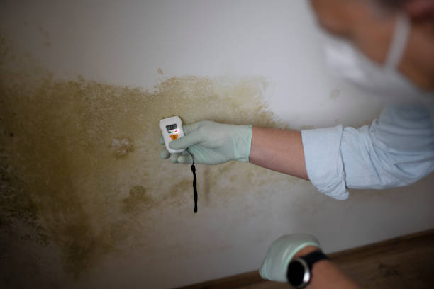 Best Mold Testing and Removal  in Clarksburg, WV