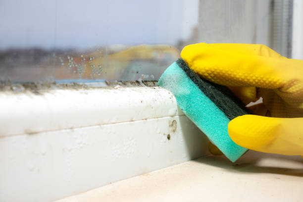 Best Affordable Mold Removal  in Clarksburg, WV