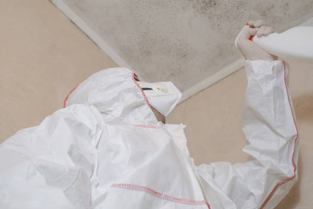 Best Mold Damage Repair  in Clarksburg, WV