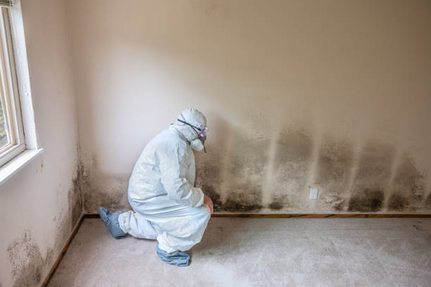 Best Mold Removal Process  in Clarksburg, WV