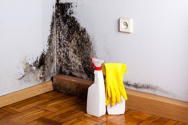 Best Best Mold Removal Companies  in Clarksburg, WV