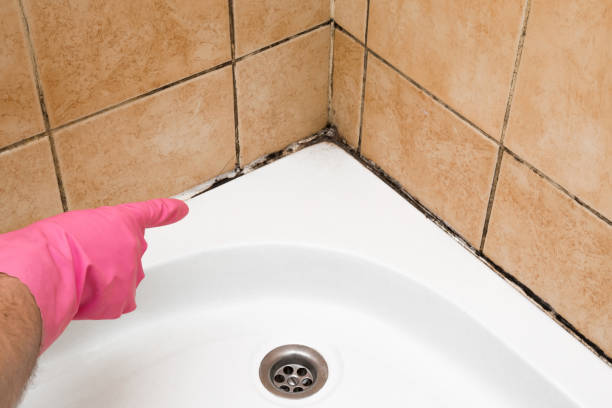 Best Fast Mold Removal  in Clarksburg, WV